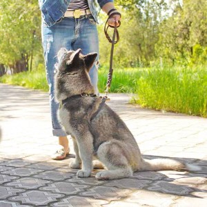Коричневый кожаный узкий поводок для щенка хаски